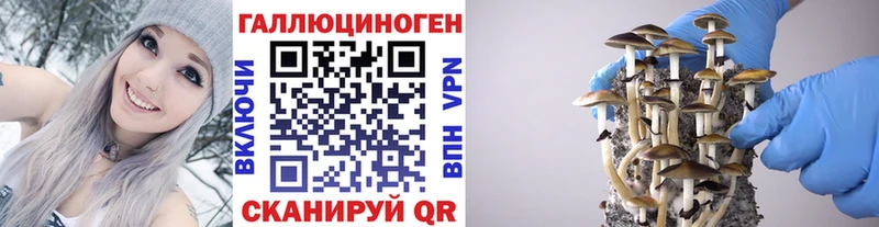Псилоцибиновые грибы Cubensis Дудинка